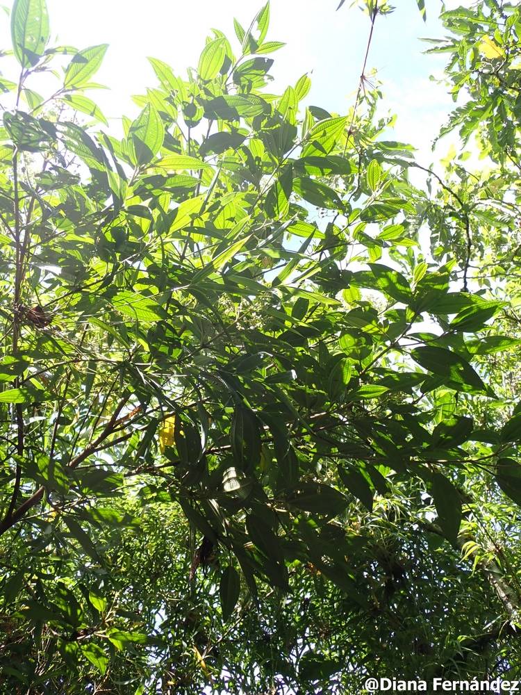 Miconia subseriata image