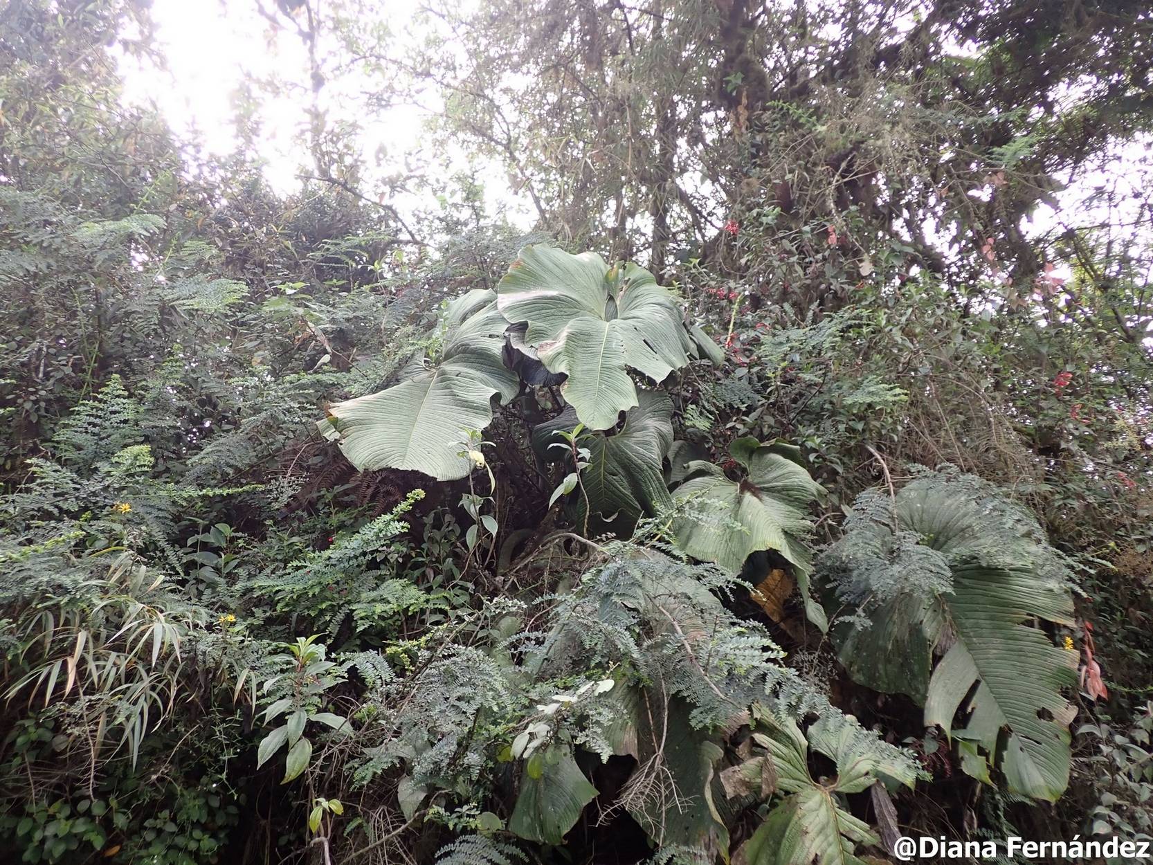 Anthurium corrugatum image