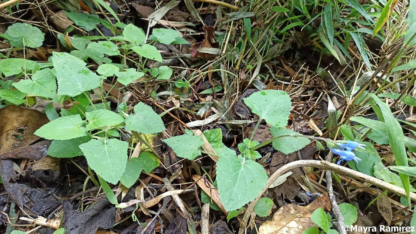 Salvia scutellarioides image