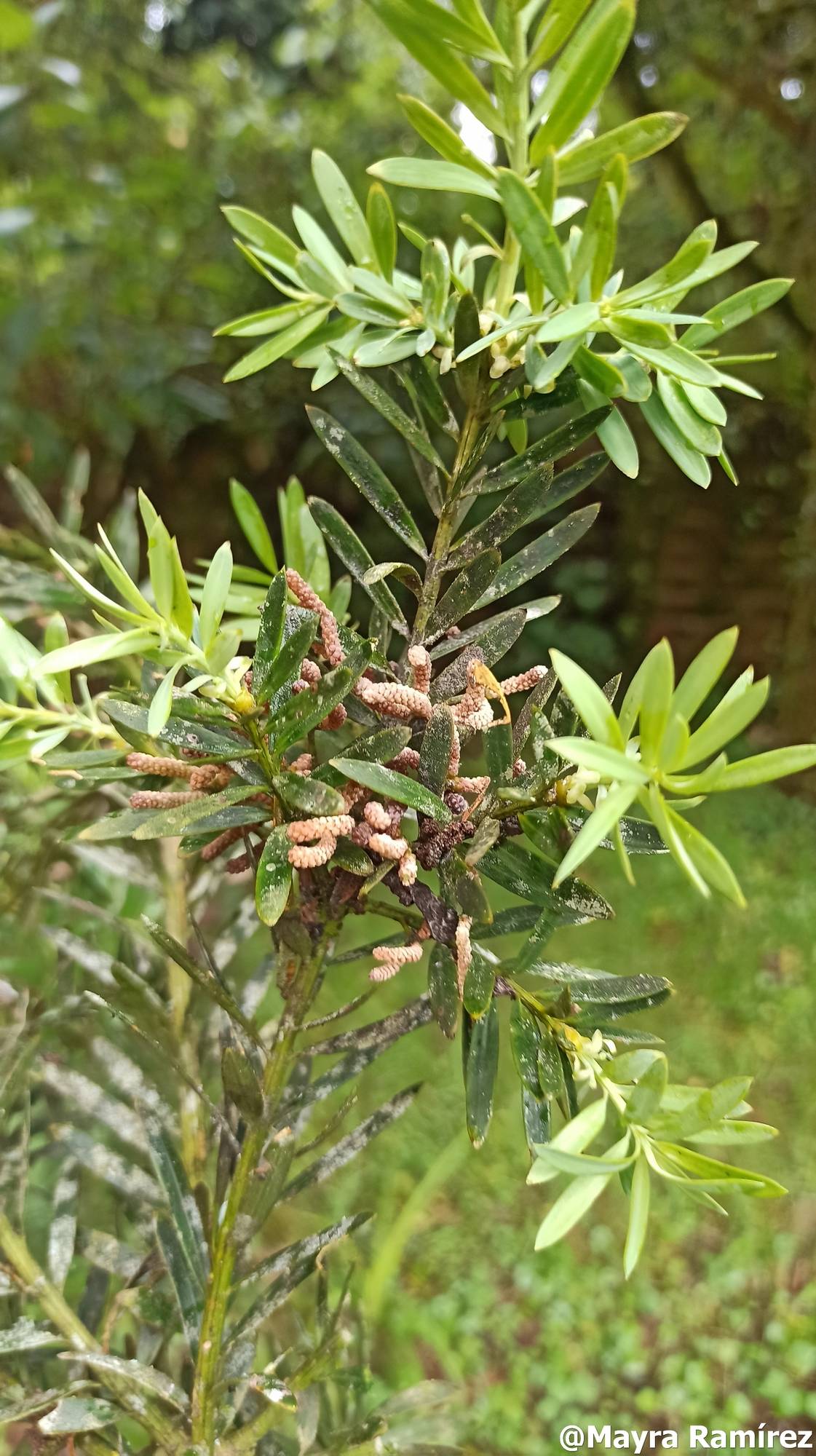 Podocarpus sprucei image