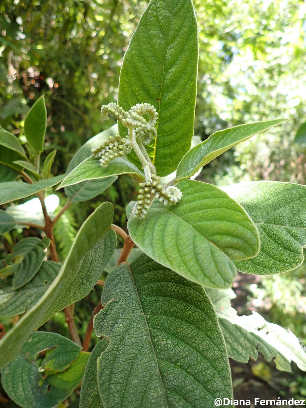 Tournefortia scabrida image