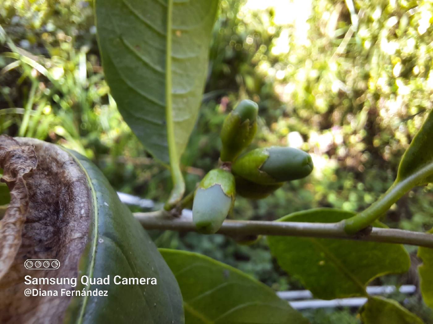 Cestrum peruvianum image