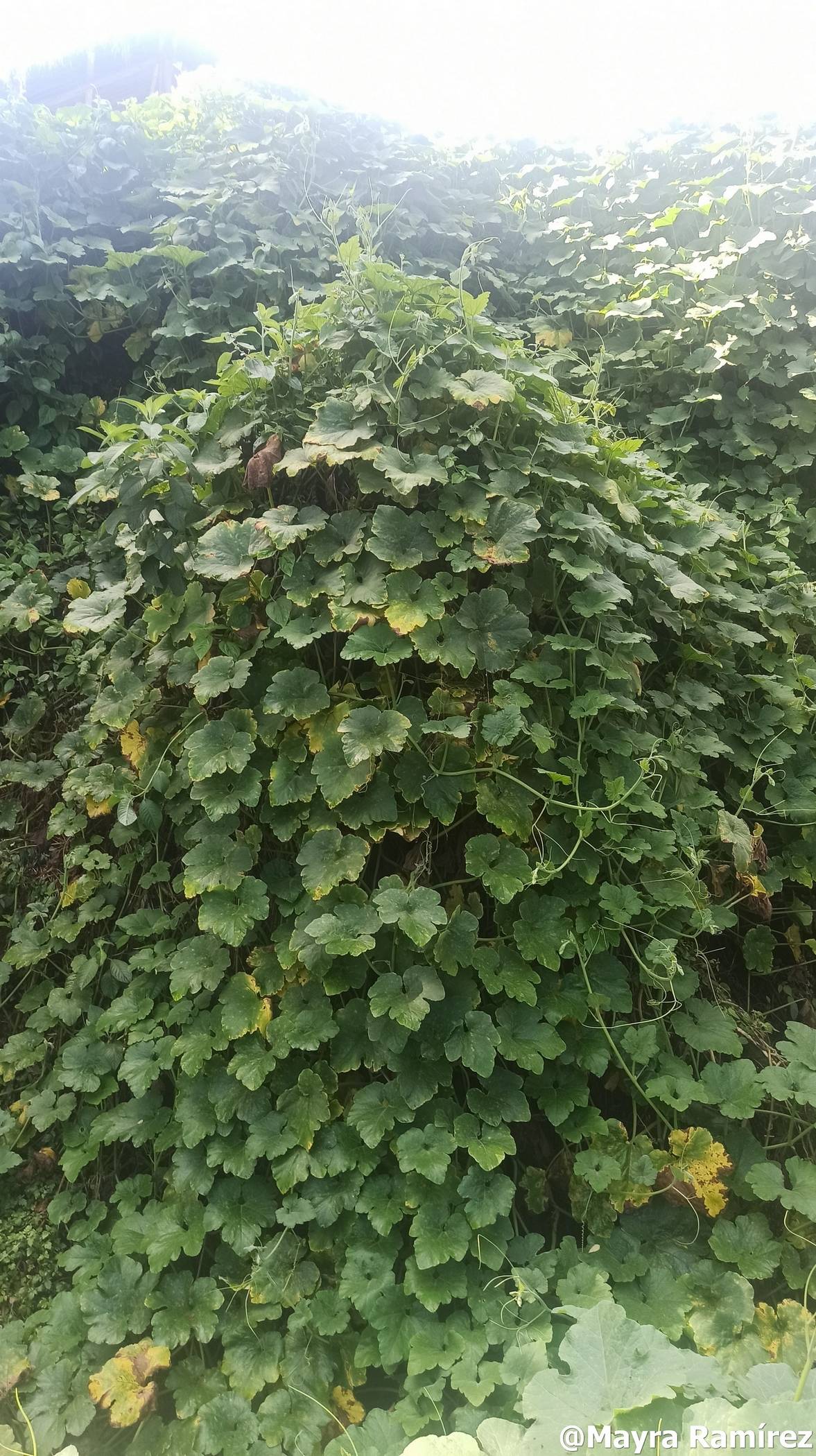 Cucurbita ficifolia image