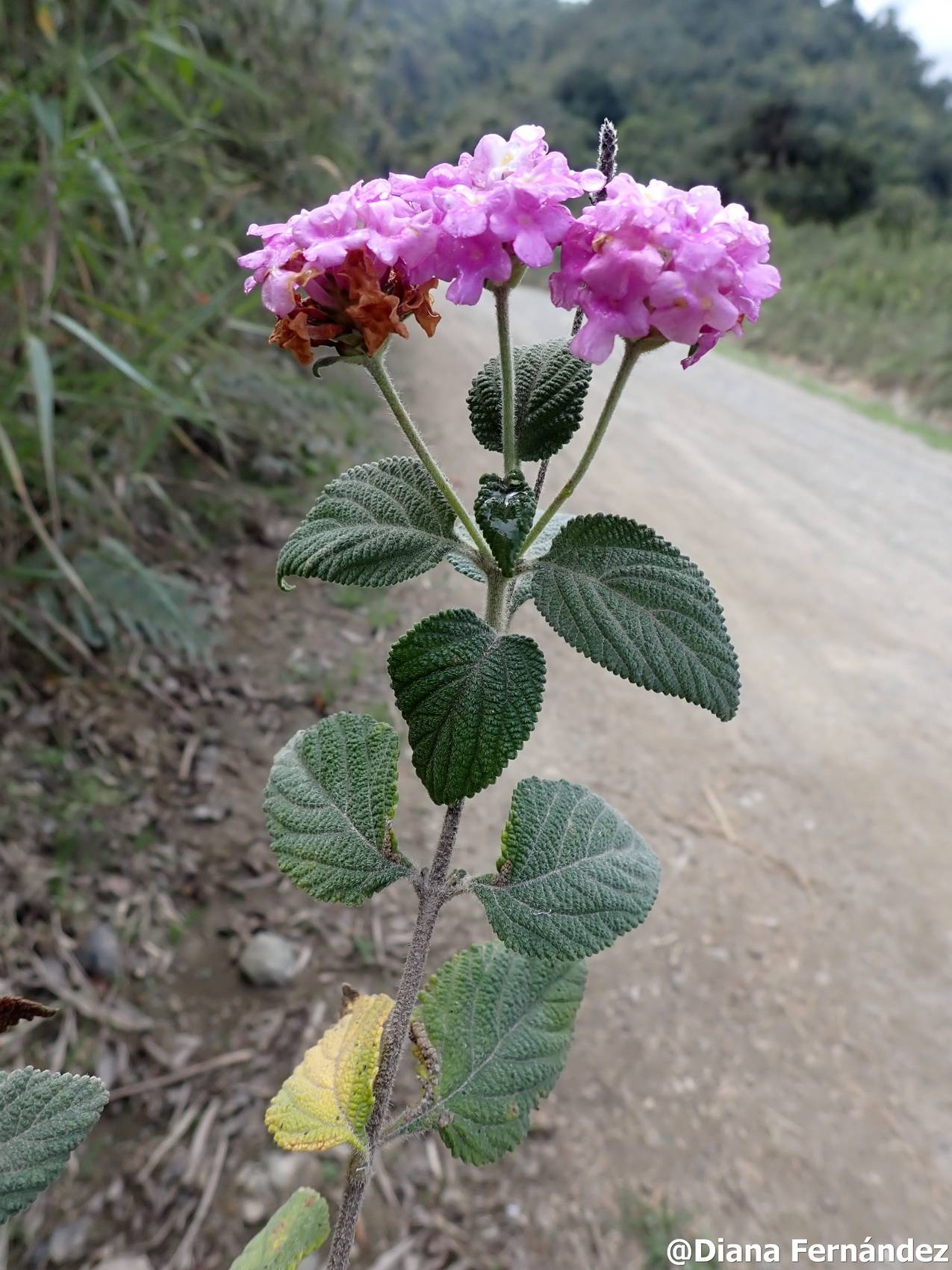 Lantana rugulosa image