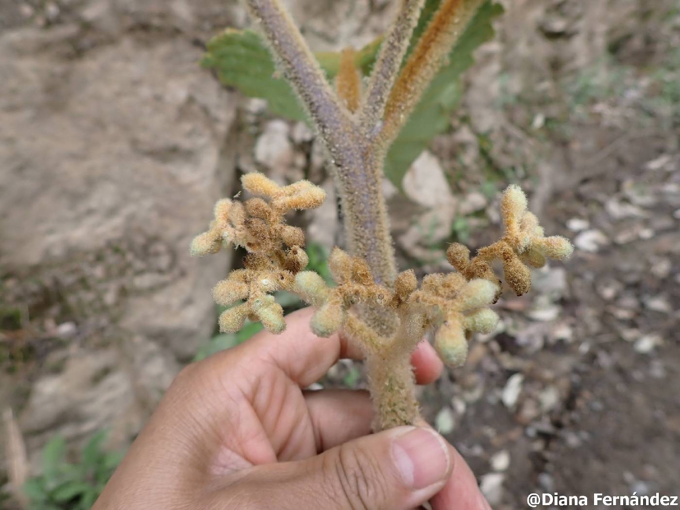 Solanum asperolanatum image