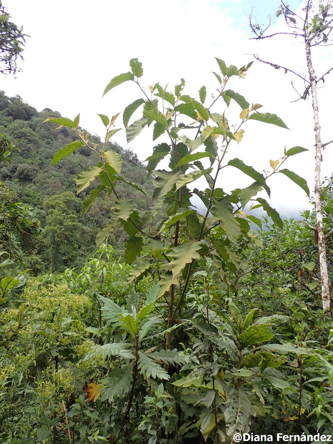 Solanum asperolanatum image