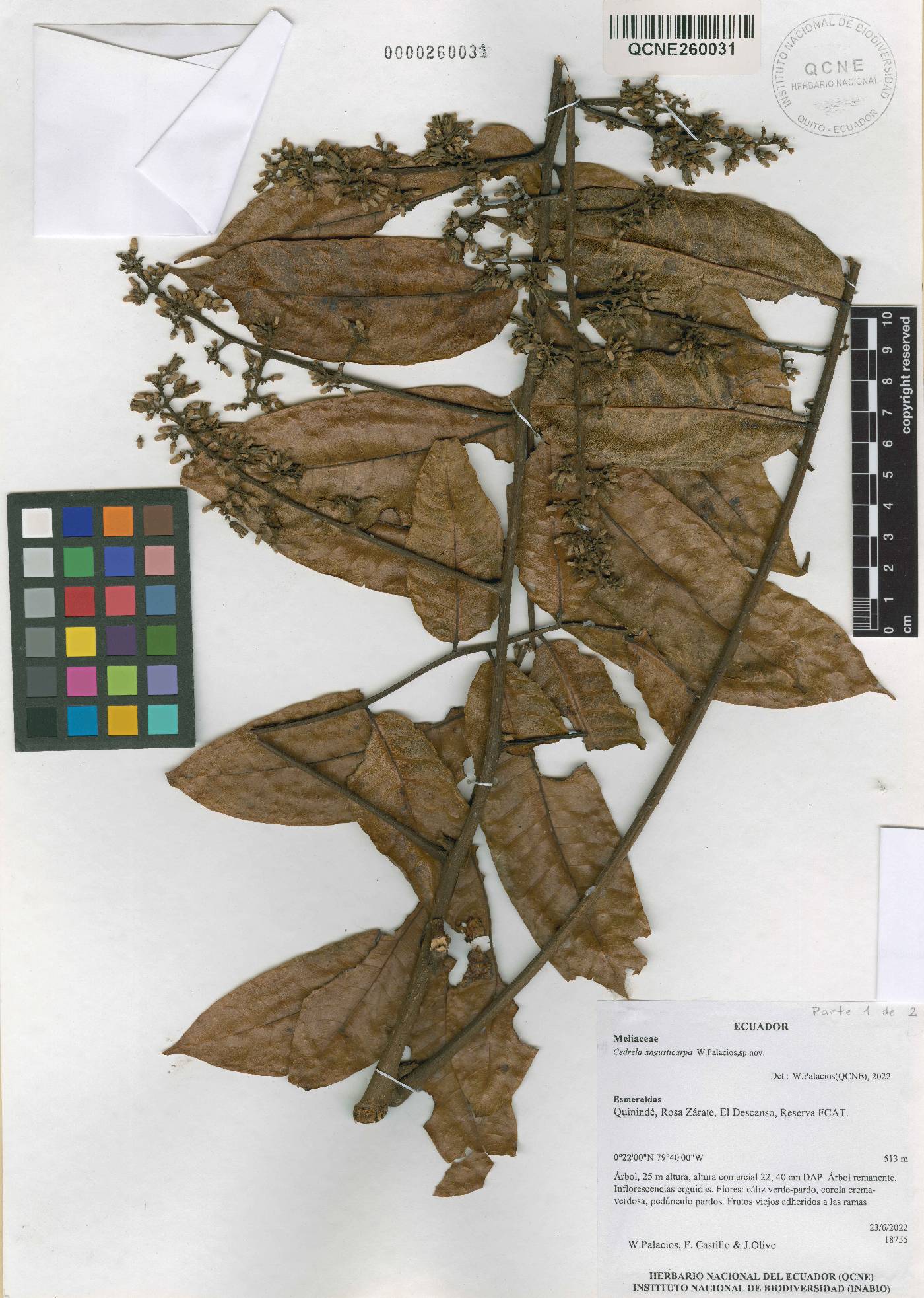 Cedrela angusticarpa image