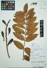 Cedrela angusticarpa image