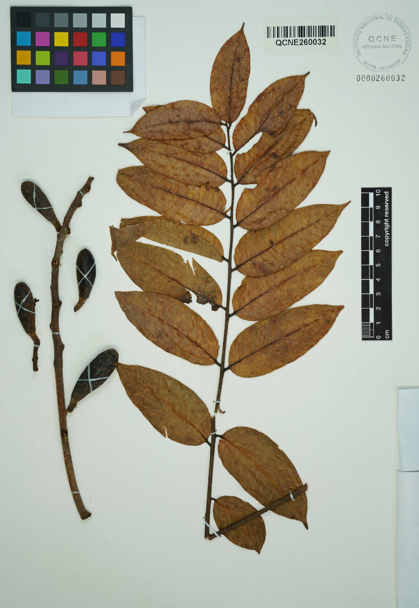 Cedrela angusticarpa image