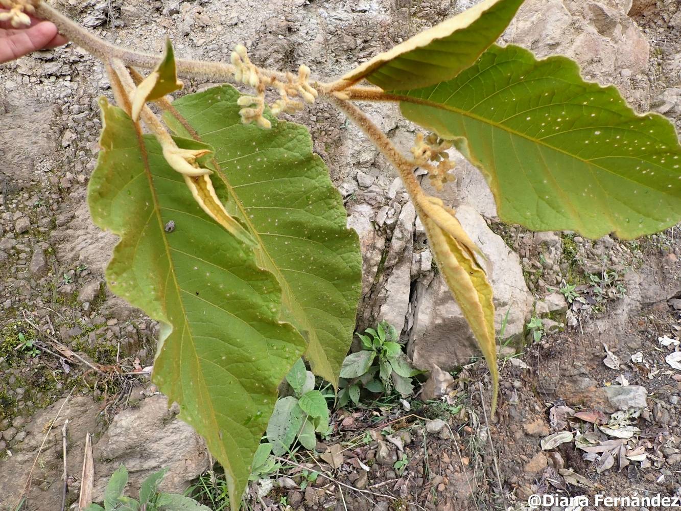 Solanum asperolanatum image