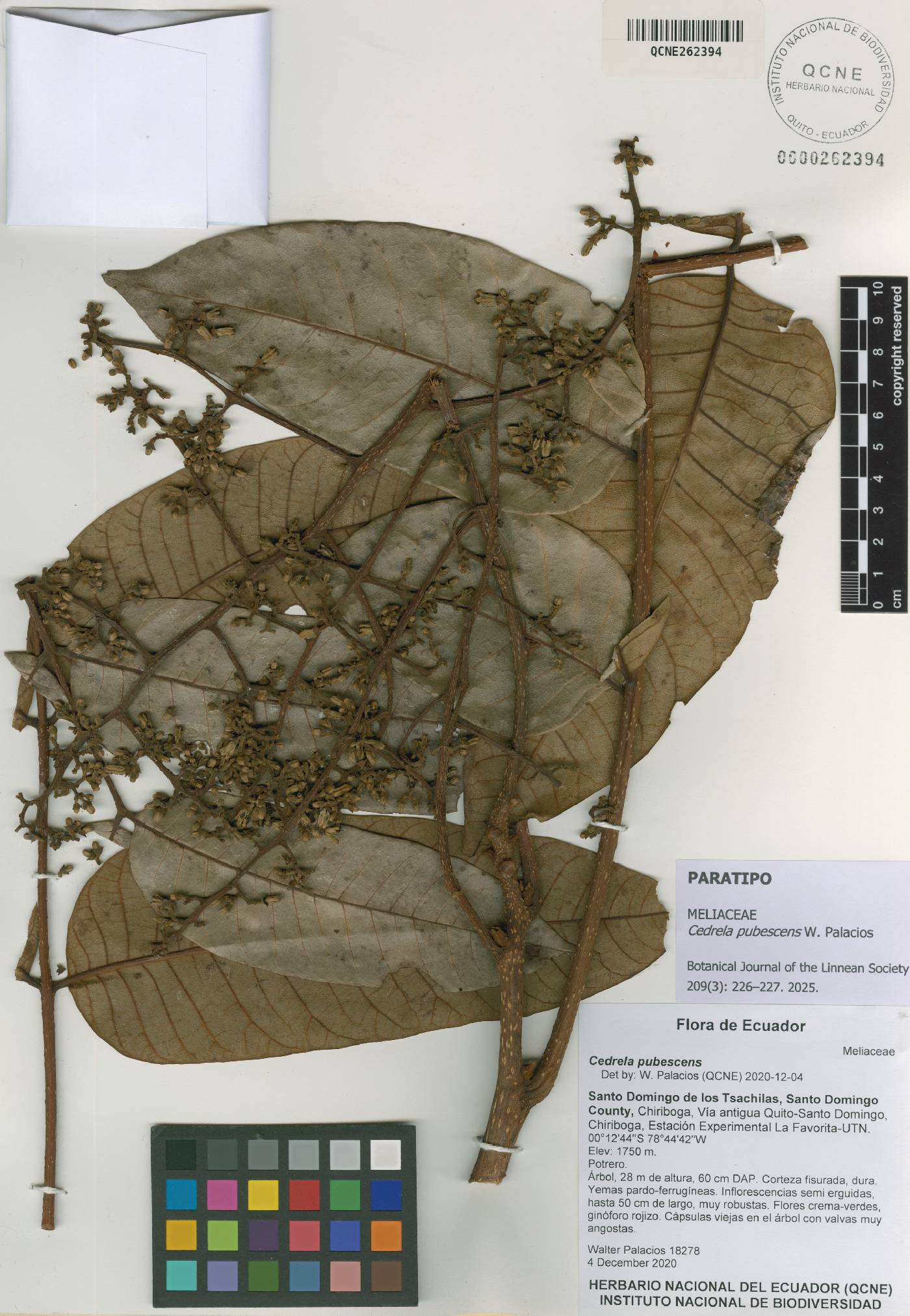 Cedrela pubescens image