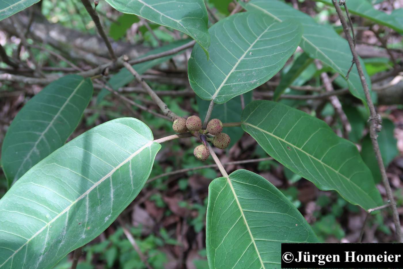 Ficus citrifolia image