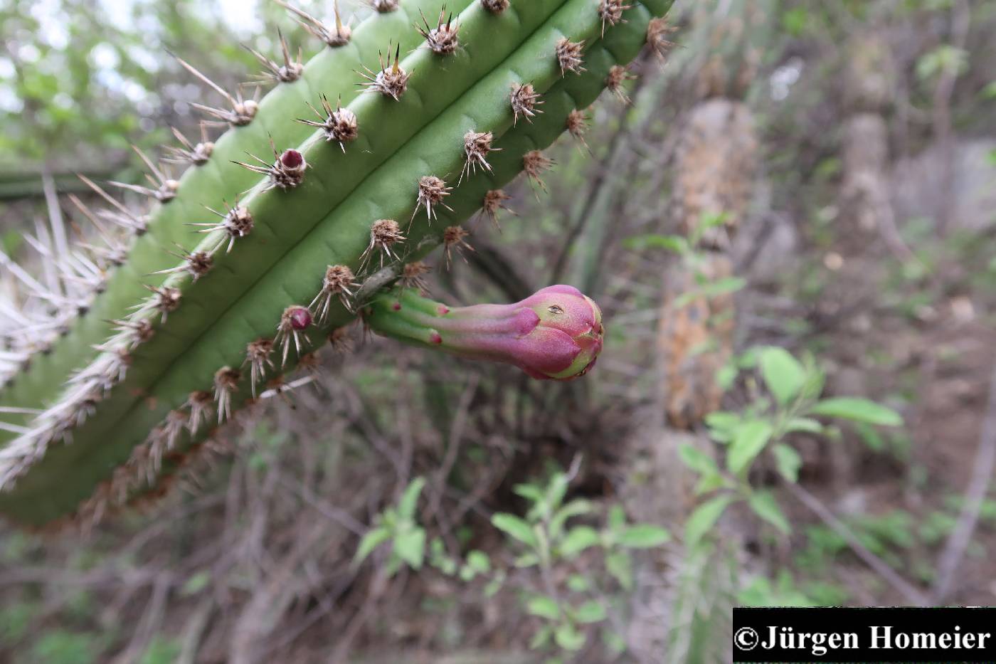 Praecereus euchlorus image