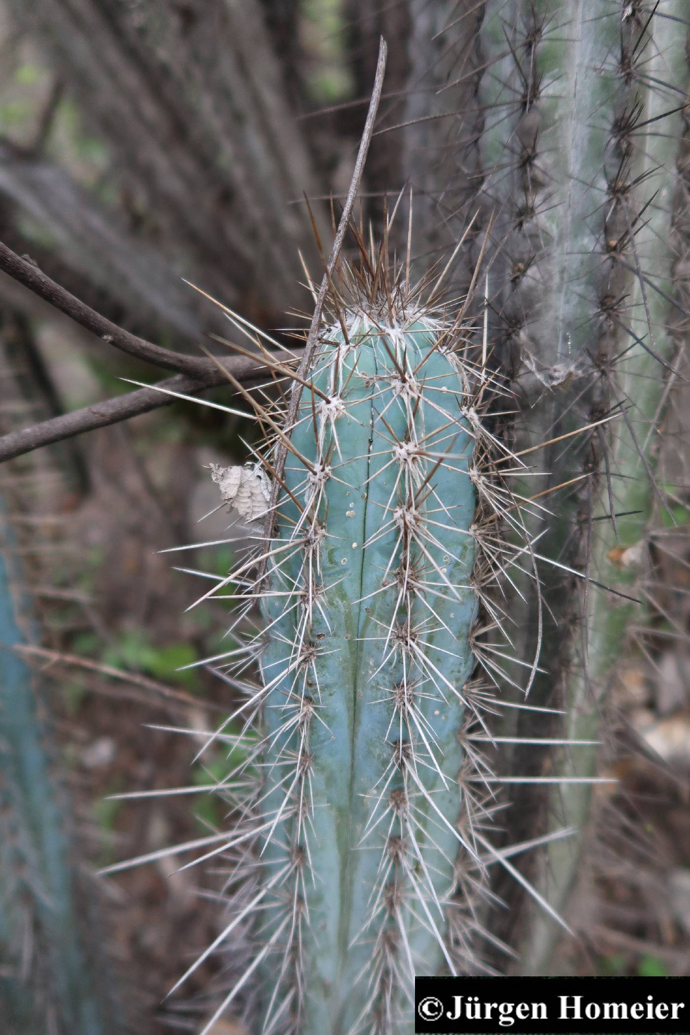 Pilosocereus image