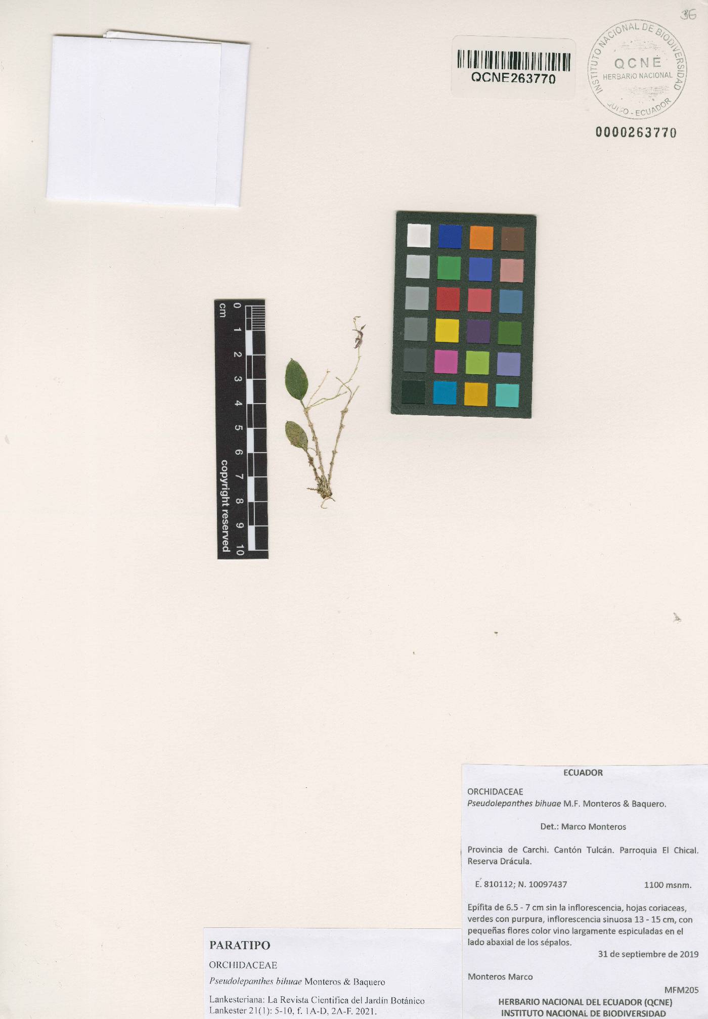 Pseudolepanthes bihuae image