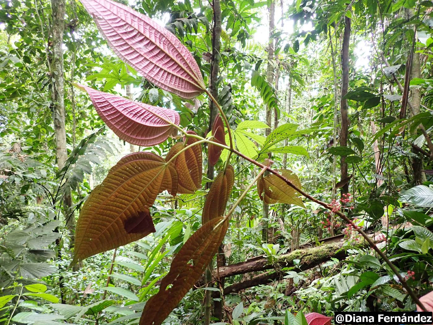 Miconia purpureoviolacea image