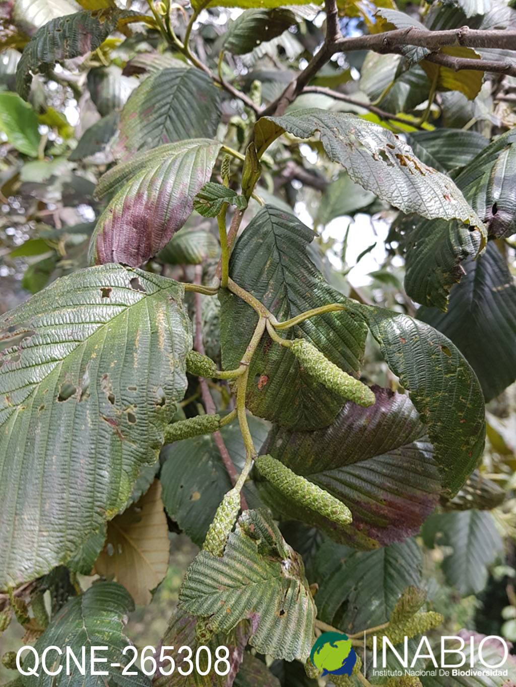 Alnus acuminata image