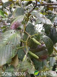 Image of Alnus acuminata