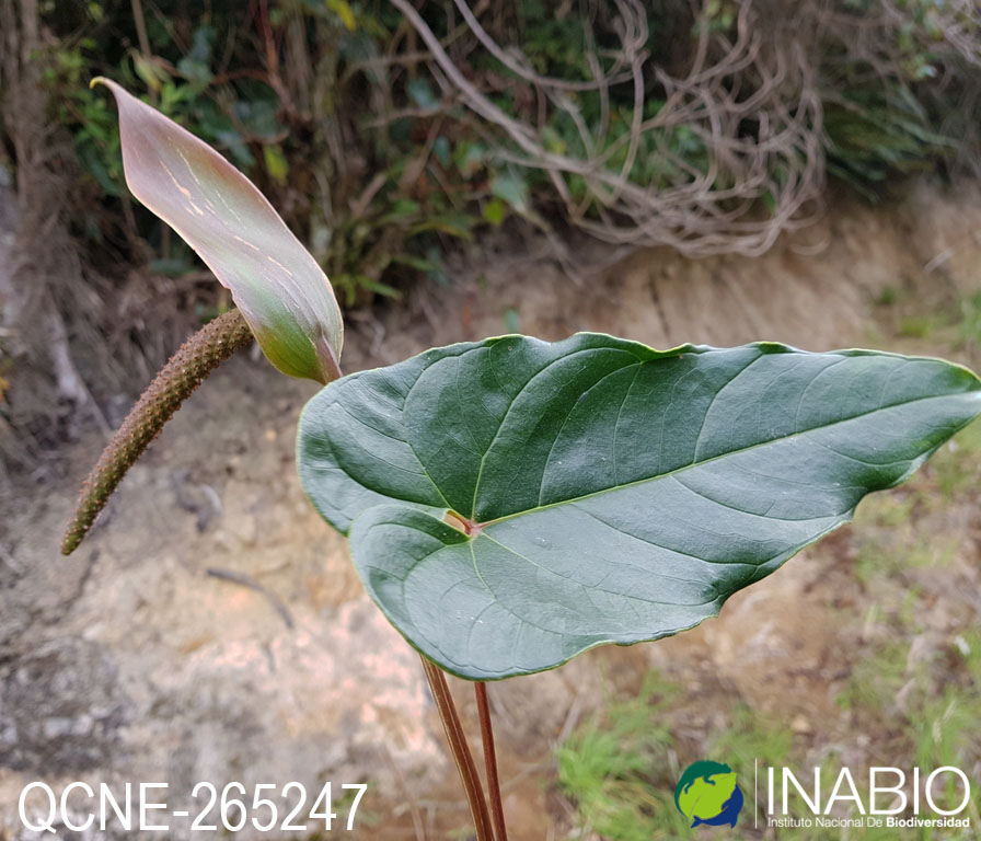 Anthurium oxybelium image