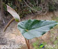 Anthurium oxybelium image