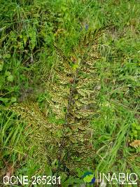 Image of Asplenium aethiopicum