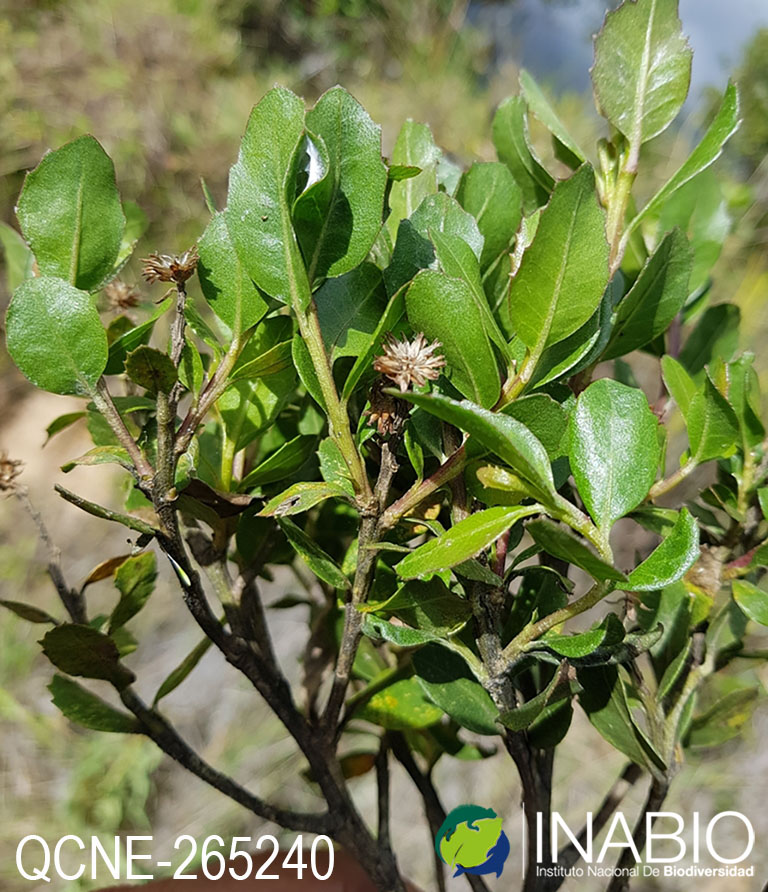 Baccharis teindalensis image