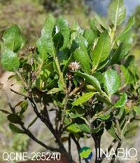 Image of Baccharis teindalensis