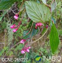 Begonia urticae image