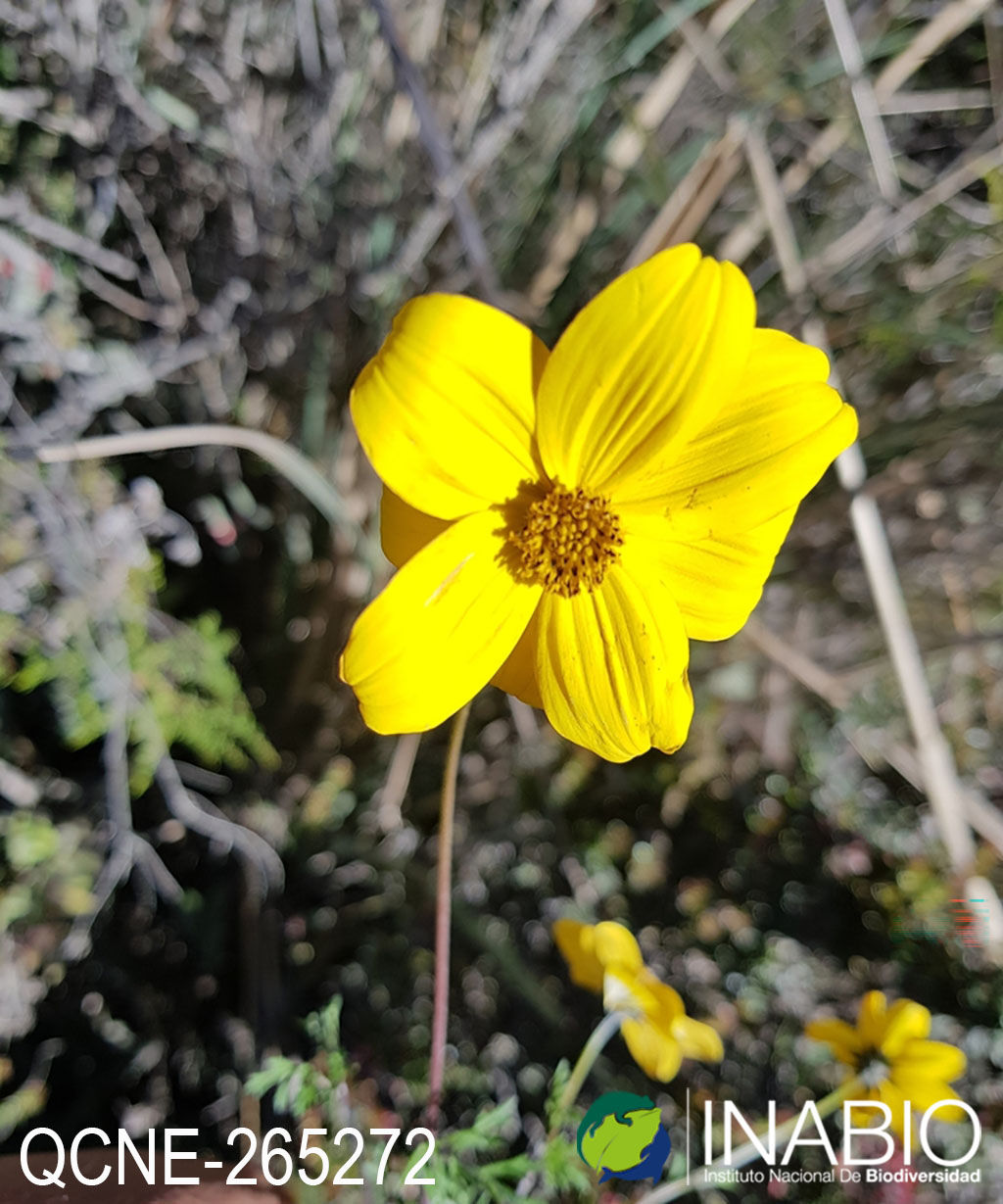 Bidens andicola image