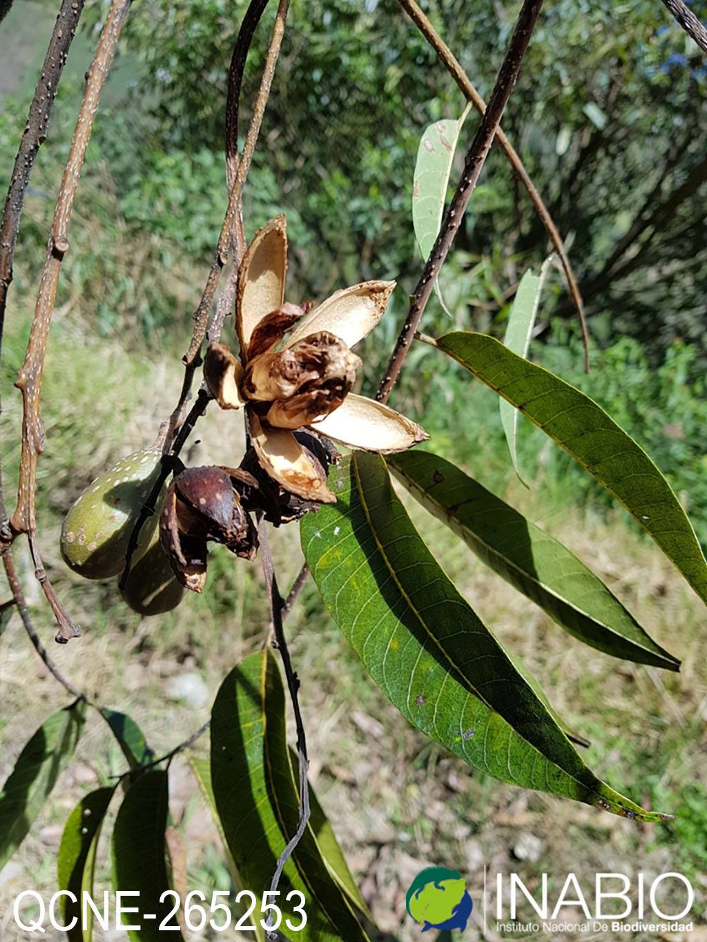 Cedrela angustifolia image