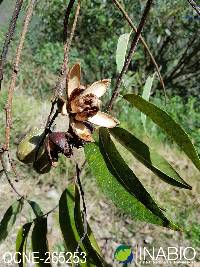 Image of Cedrela angustifolia