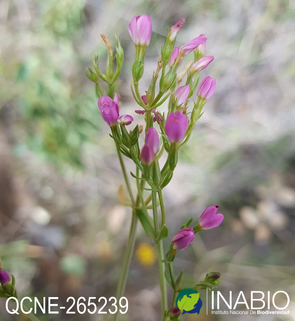 Centaurium erythraea image