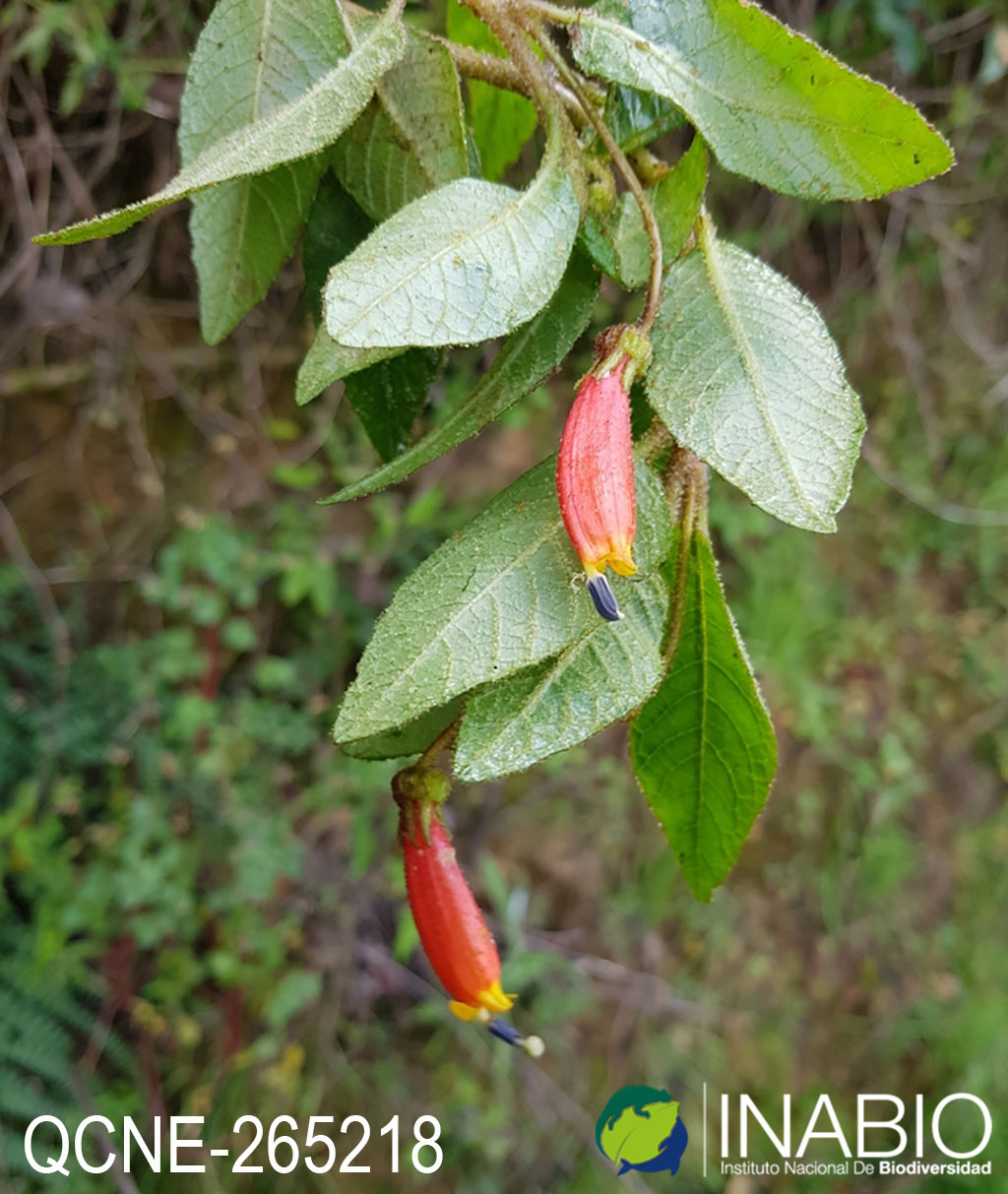 Centropogon pichinchensis image