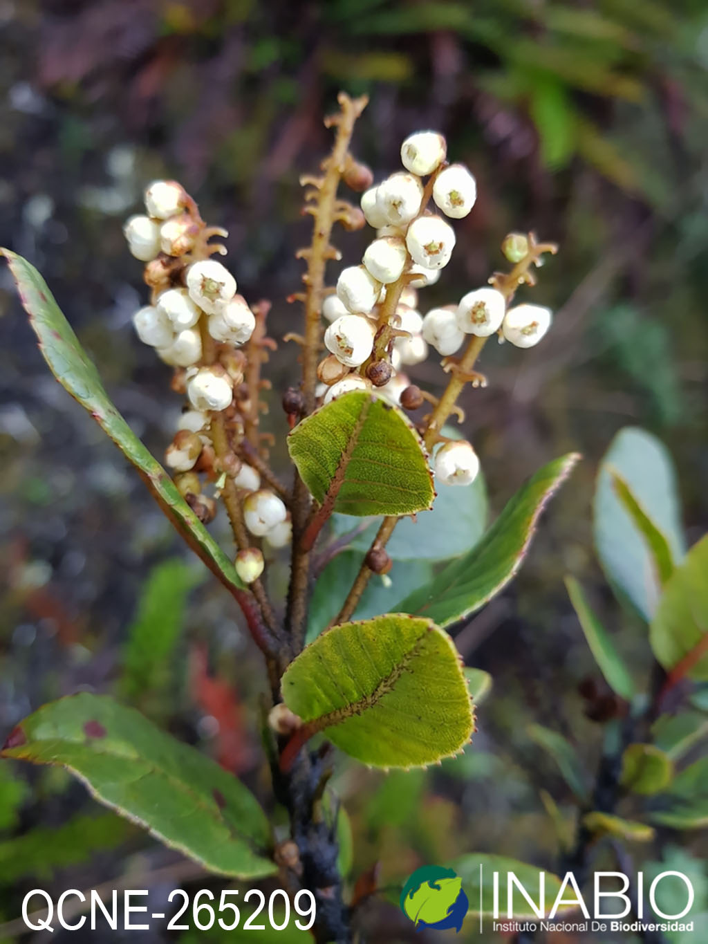 Clethra image