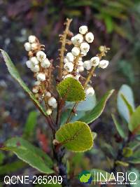 Clethra ovalifolia image