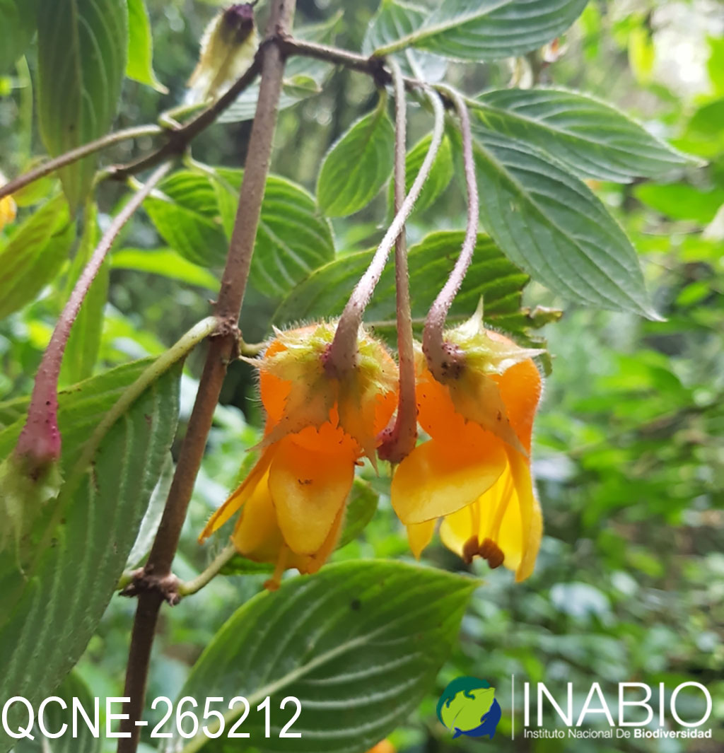 Columnea strigosa image