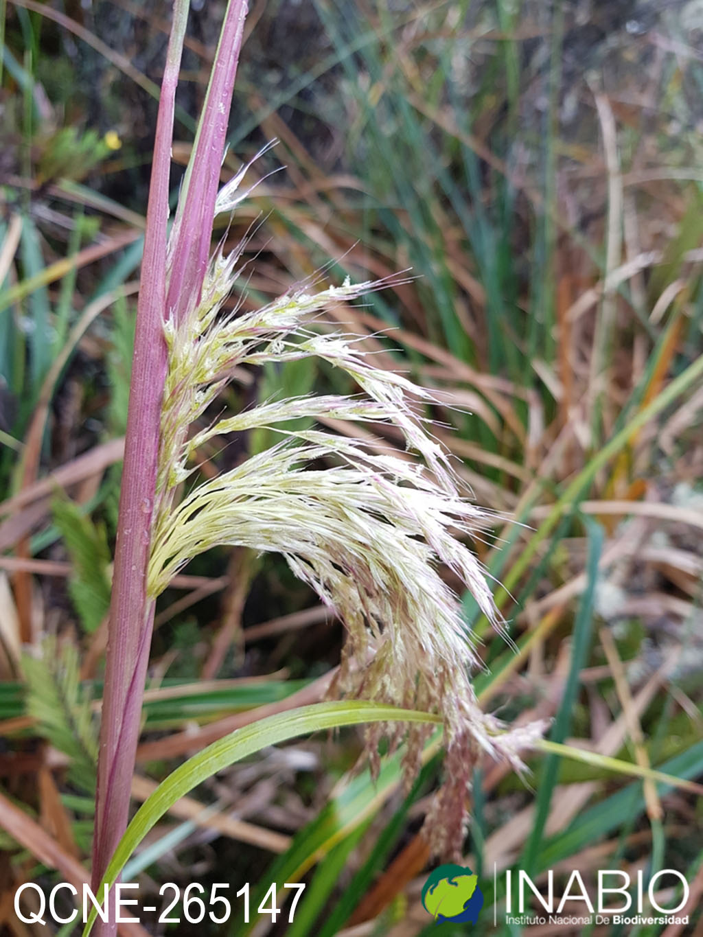 Cortaderia image