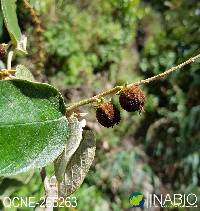 Croton coriaceus image