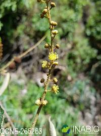 Croton coriaceus image