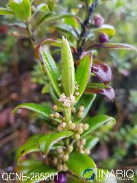 Image of Cybianthus marginatus