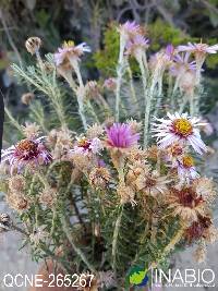 Image of Diplostephium glandulosum