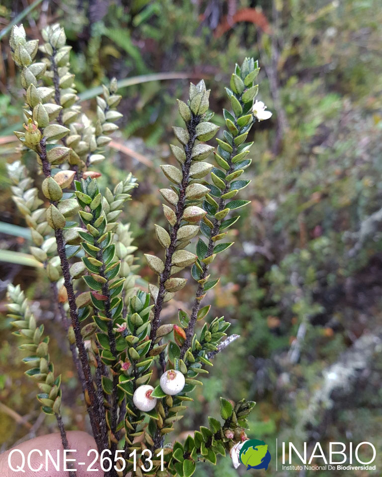 Disterigma codonanthum image