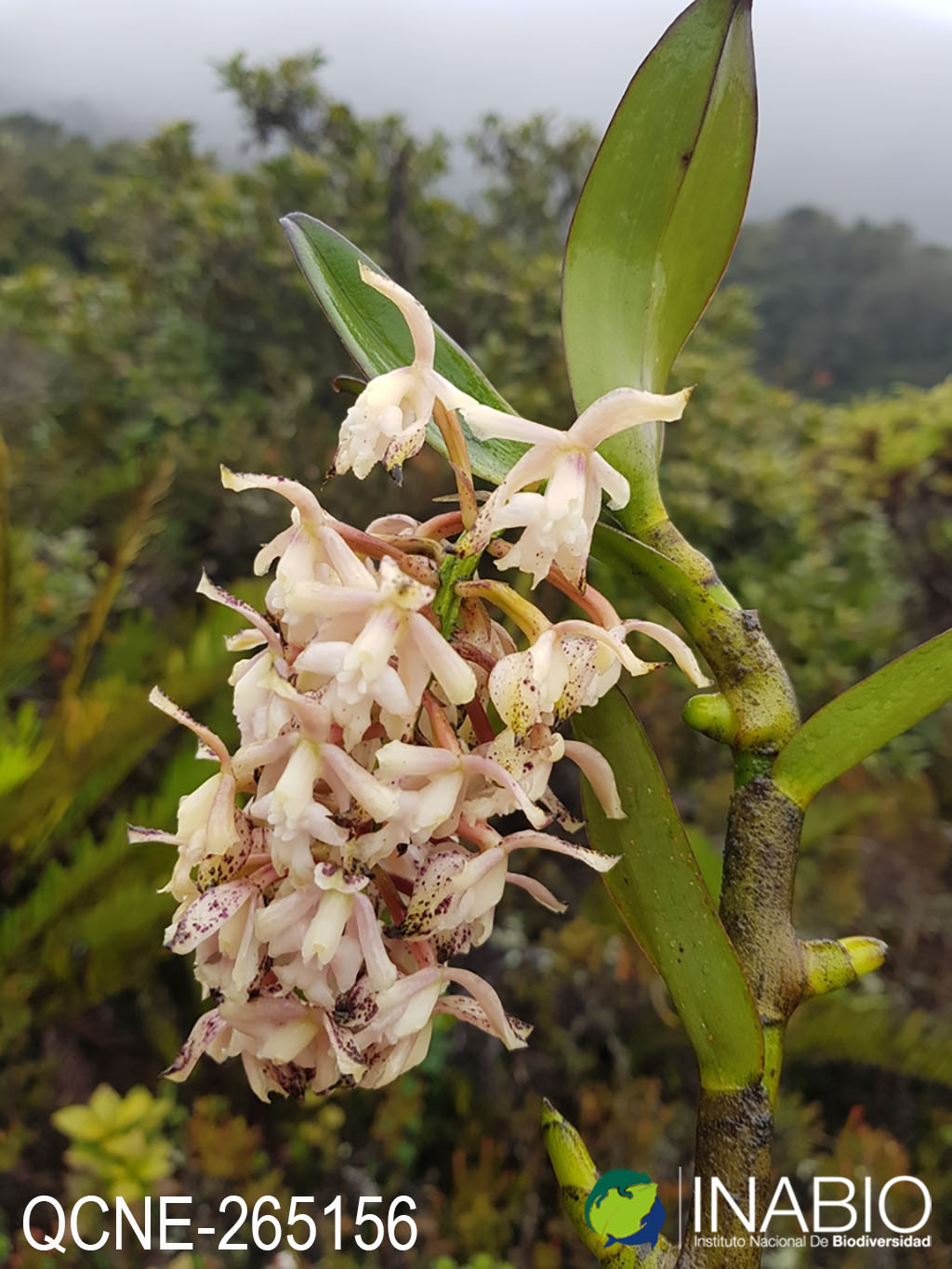 Epidendrum image