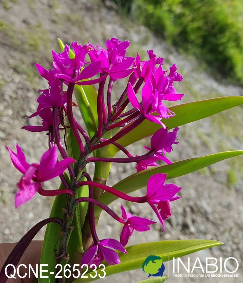 Epidendrum jamiesonis image