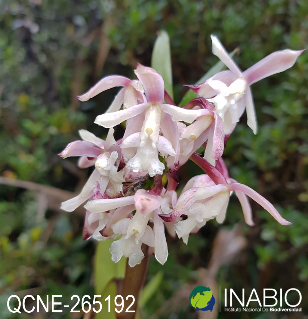 Epidendrum pastoense image