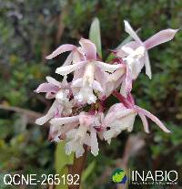 Image of Epidendrum pastoense