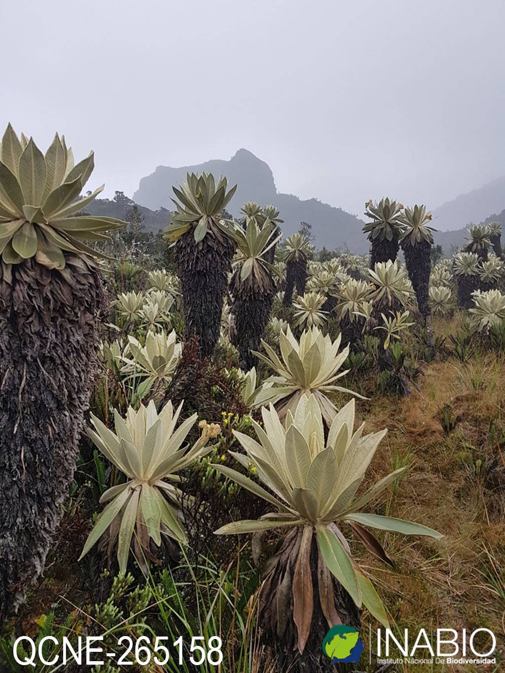 Espeletia pycnophylla image