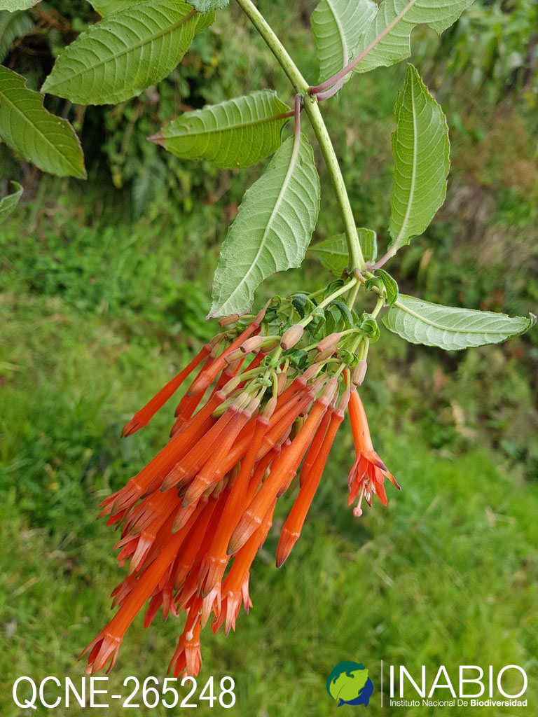 Fuchsia boliviana image