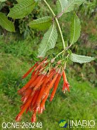 Image of Fuchsia boliviana