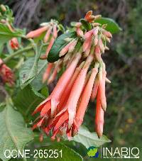 Fuchsia boliviana image